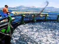 Evaluation de l'état d'avancement des projets algéro-sud-coréens en aquaculture