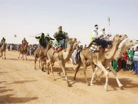 Ouargla : création prochaine d'une antenne de l'Office national de développement de l'élevage équin et camelin