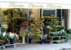 عمي محمد.. 55 سنة في حب الورد                                    “الفجر