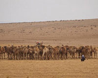 Ouargla                                    On cajole bien les dromadaires