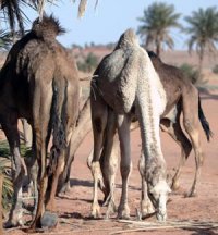 Un Observatoire pour le développement de l'élevage équin et camelin à Ouargla                                    Salon national du dromadaire