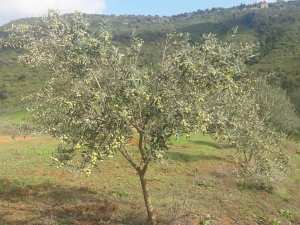 Estimation des rendements oléicoles de la campagne 2018/2019