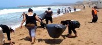 Opération de nettoyage de la plage de Chenoua (Tipasa)