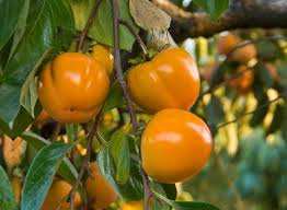 6E ÉDITION DE LA FÊTE DE LA PLAQUEMINE À MECHTRAS (BOGHNI): Une espèce arboricole à promouvoir