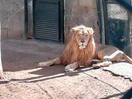 Tifrit (Akbou/Béjaia)  -  Des lions pour le zoo