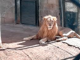 Tifrit (Akbou/Béjaia)  -  Des lions pour le zoo
