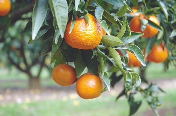 Oran - RELANCE DE L’AGRUMICULTURE À MESSERGHIN: Un problème d’eau bloque le projet