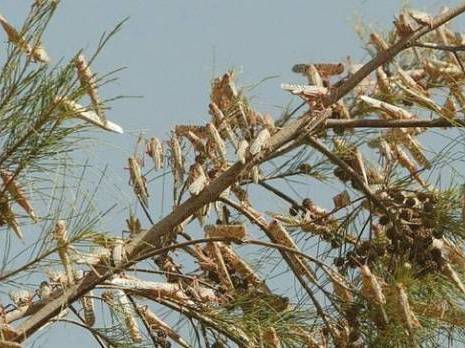 L'Algérie met les moyens                                    Criquets pèlerins