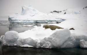 Planète - La plus grande réserve marine au monde va-t-elle bientôt être créée en Antarctique?