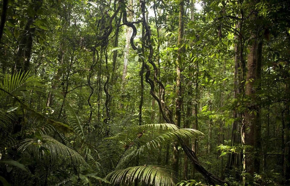 Planète - Les espaces sauvages ne représentent plus qu'un quart de la surface de la Terre