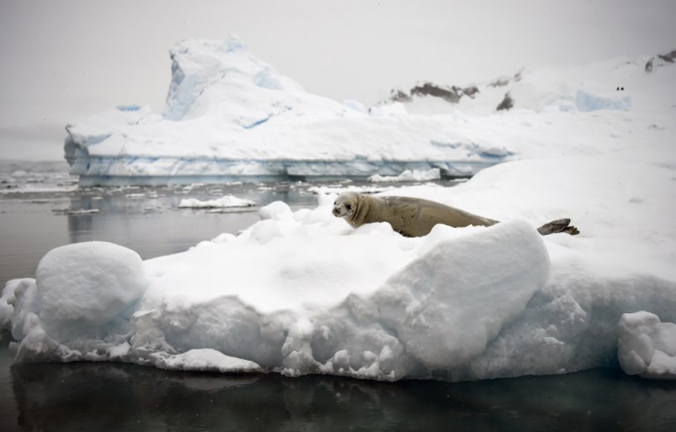 Planète - La plus grande réserve marine au monde va-t-elle bientôt être créée en Antarctique?