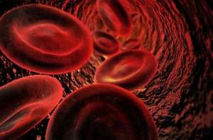 Tlemcen: Des recommandations pour les maladies du sang