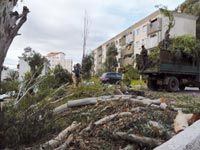 Cité CNEP de Bouzaréah                                    Les citoyens s'opposent à l'élagage des eucalyptus