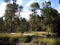 Investissements forestiers pour un coût de 338 millions de dinars                                    Tissemsilt