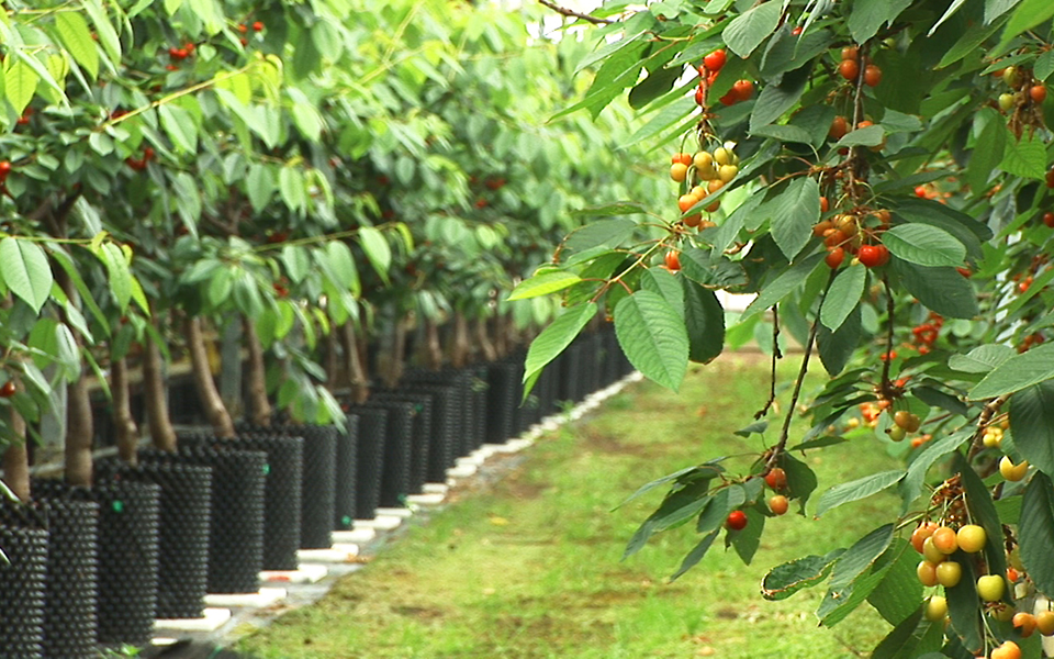 تقليم الأشجار