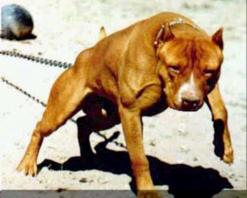 انتشار كلاب “البيتبول” في الشوارع يهدد المارة بشكل خطير                                    يستعملها مدمنو المخدرات للإفلات من قبضة الأمن في سوق أهراس