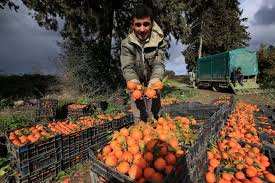 Oran - Ce jeudi à Misserghine: Un premier salon dédié à la clémentine