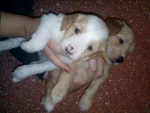 Caniche 🐩 Bichon maltais