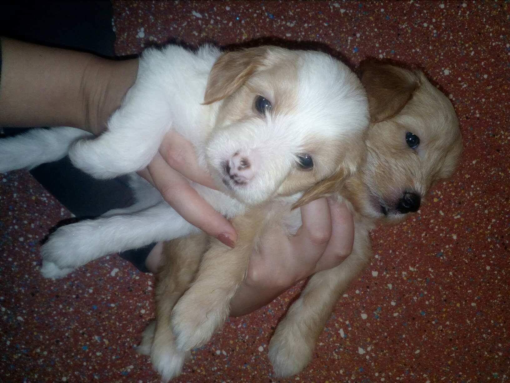 Caniche 🐩 Bichon maltais