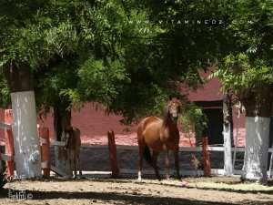 L'inexorable déclin du Haras national algérien