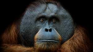 Planète - Le monde vivant s’effondre et nous regardons ailleurs