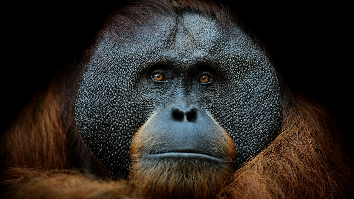 Planète - Le monde vivant s’effondre et nous regardons ailleurs