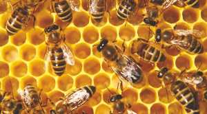 ALERTE AUX PESTICIDES À ANNABA: Le miticide New Century détruit les colonies d’abeilles