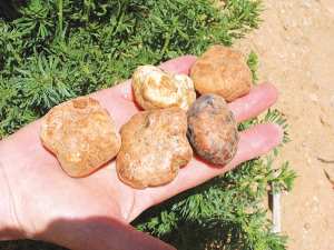 Tindouf - Les premières truffes à 3.500 DA le kilo