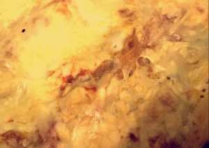 لازانيا بالدجاج المفروم