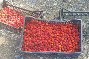 SA CUEILLETTE BAT SON PLEIN À BOUIRA: L’arbouse (issisnou) ou le fruit de l’ivresse