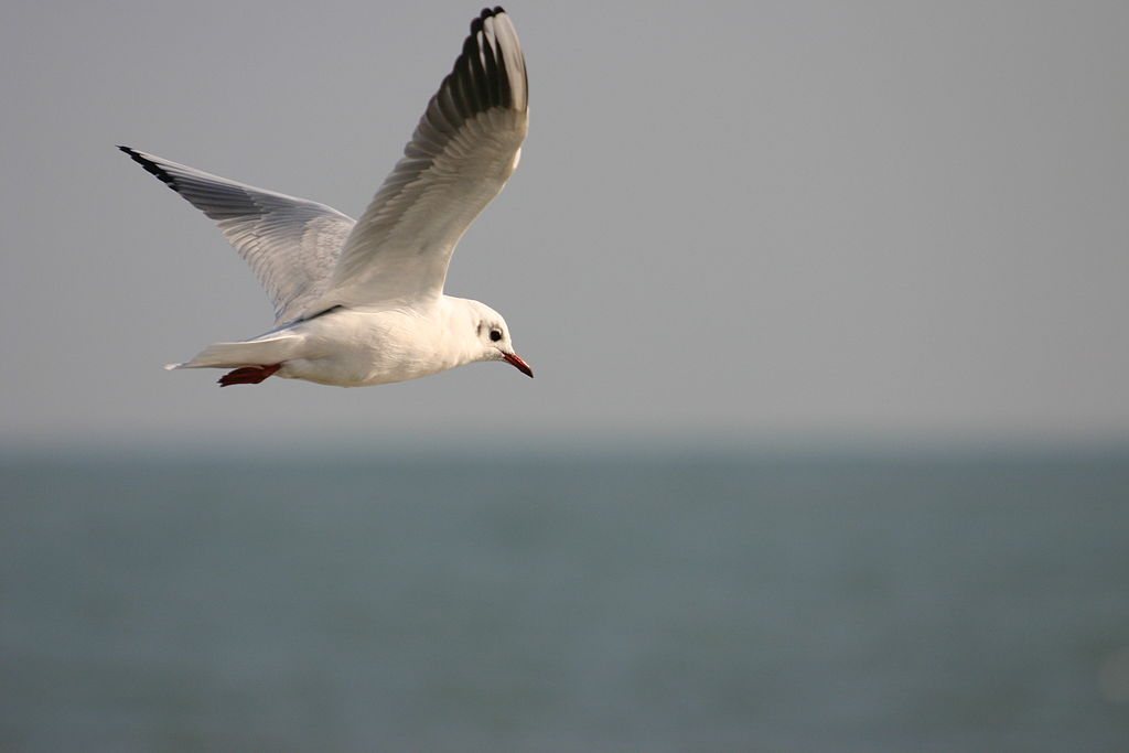 Mouette rieuse (Tchouthchou Malèhe تشوتشو مالح).