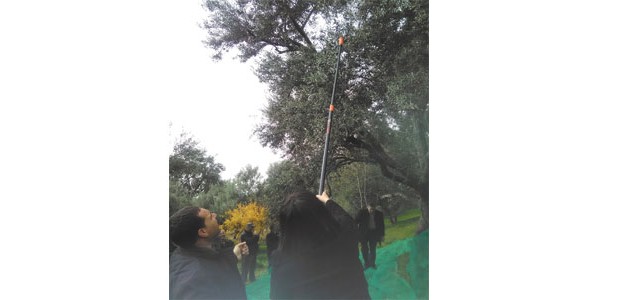 MÂATKAS (TIZI OUZOU)  - Cap sur la modernisation de l’activité oléicole 