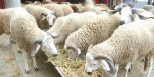 مرض الحمى القلاعية: تسجيل 180 حالة على مستوى 10 ولايات