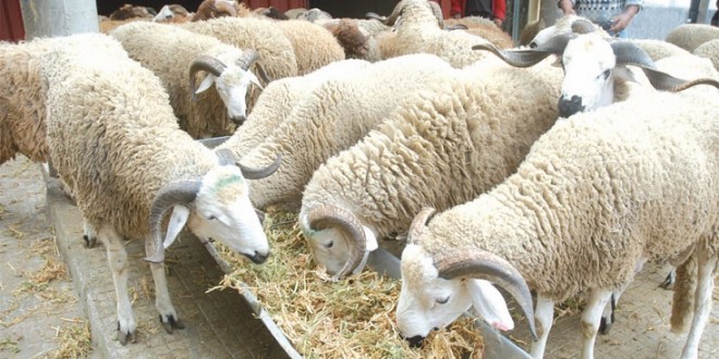 مرض الحمى القلاعية: تسجيل 180 حالة على مستوى 10 ولايات