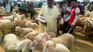 Fièvre aphteuse et peste des petits ruminants: Fermeture de 9 marchés à bestiaux sur arrêté du wali de Sidi Bel Abbès