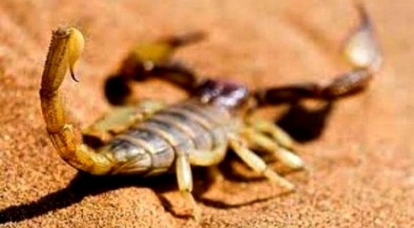 Tiaret et Tlemcen ...wilayas les plus touchées par les piqures scorpioniques dans la région Ouest