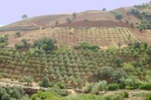 Développement à Tlemcen : Divers programmes des zones montagneuses