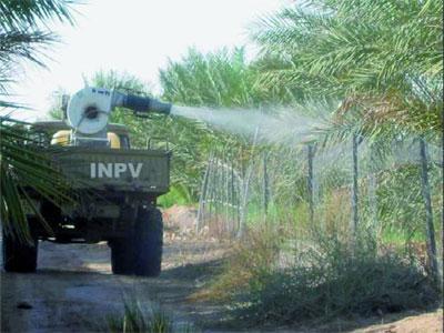 Menace d'invasion acridienne                                    L'INPV en alerte maximale