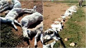 Tlemcen : 30 foyers de la peste de petits ruminants et de fièvre aphteuse détectés