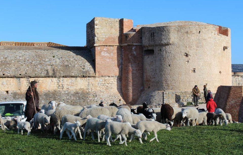 Planète - Perpignan (France): 450 brebis dans les douves du château de Salses… pour protéger les chauve-souris