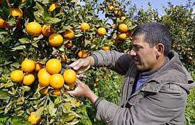 Tlemcen - Les agrumes victimes du gel