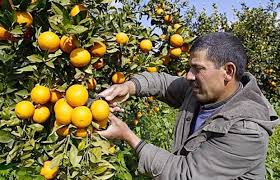 Tlemcen - Les agrumes victimes du gel