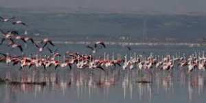 Lac Télamine à Oran: Les déchets industriels menacent la biodiversité