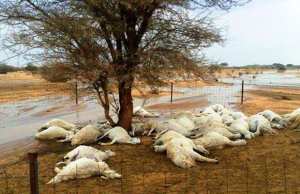 SIDI-BEL-ABBÈS - 1.004 agneaux, dont 414 atteints de peste et fièvre aphteuse, ont péri