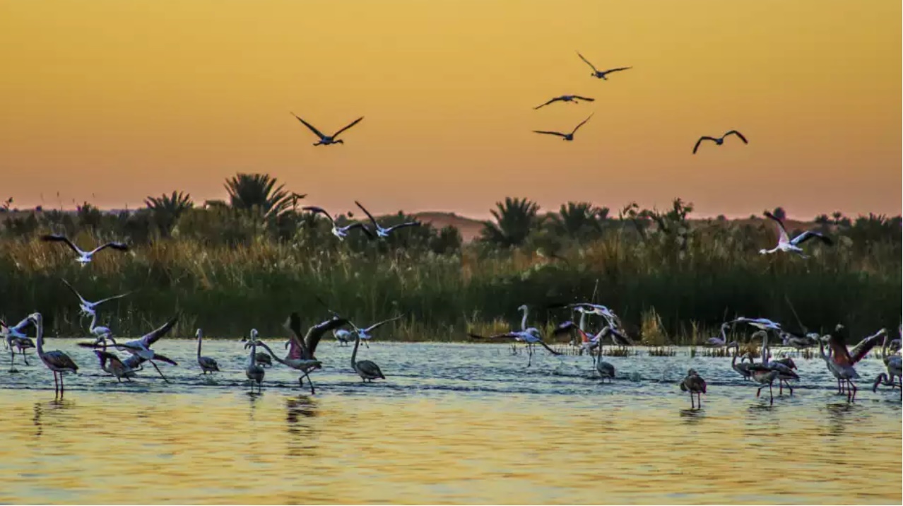 Zone humide d'El Maleh...!