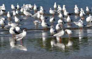 Mila - Les oiseaux migrateurs en nette régression à Béni Haroun