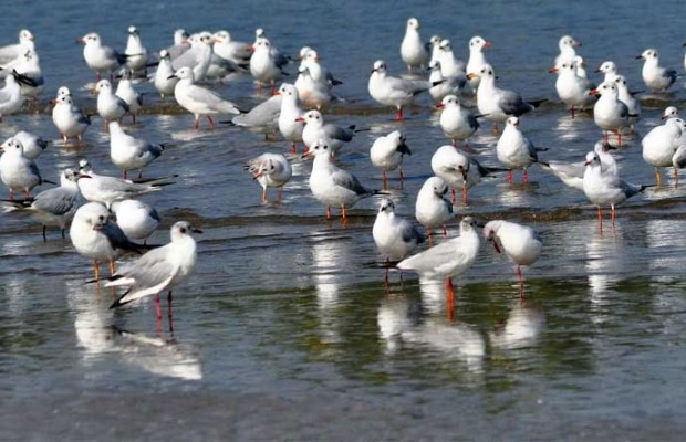 Mila - Les oiseaux migrateurs en nette régression à Béni Haroun