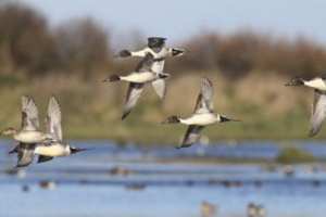 Mila - BARRAGE DE BÉNI HAROUN:  Les déchets font fuir les oiseaux migrateurs