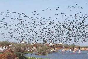 ORNITHOLOGIE À RELIZANE:  Plus de 5.700 oiseaux migrateurs recensés