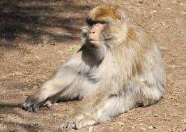 Hauteurs de Bouarfa (Blida): Quand le singe saccage les récoltes agricoles